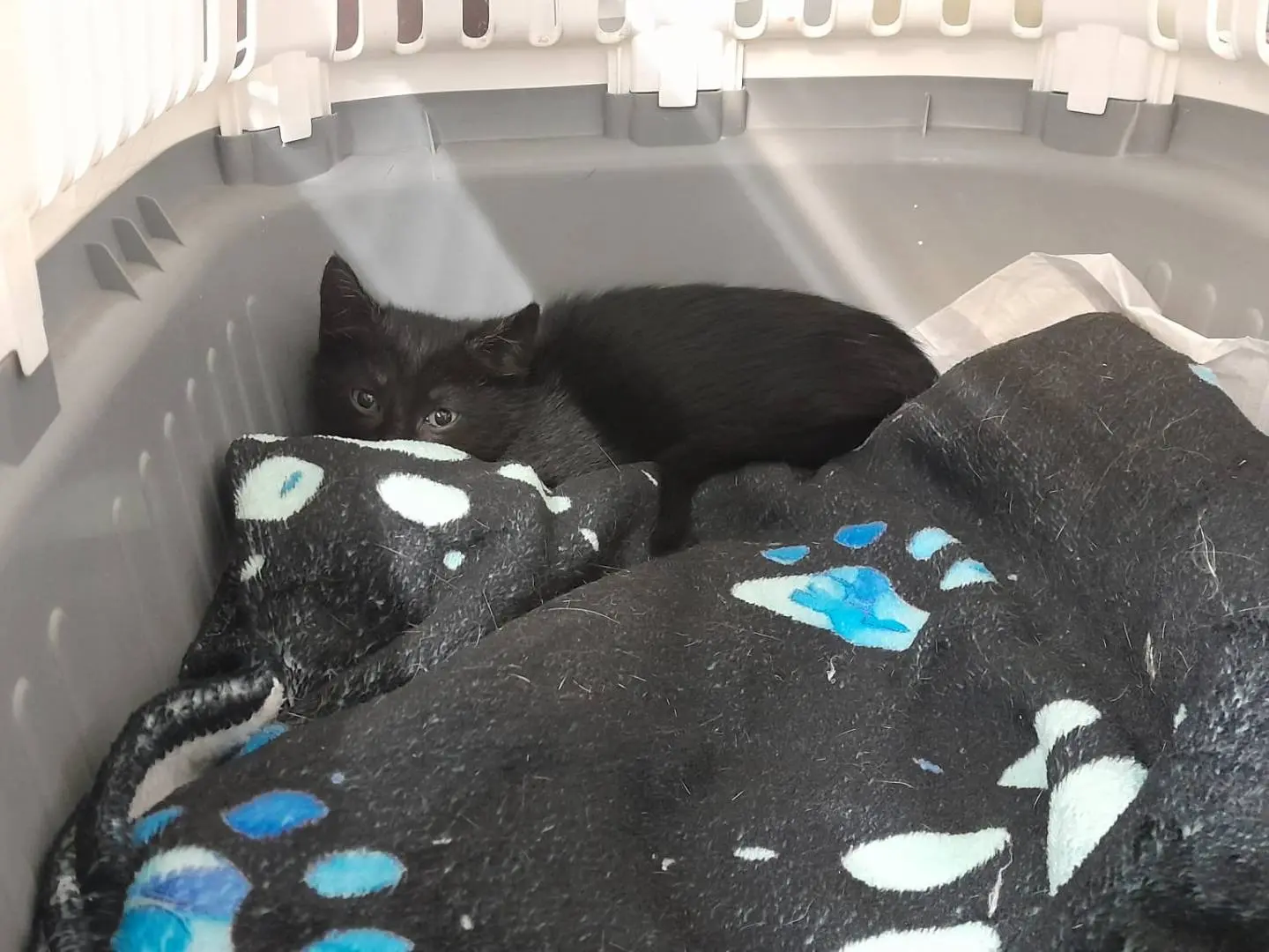 Adozione gatto, femmina, Razza sconosciuta Razza sconosciuta, 2 mesi, taglia non valida, Ravenna