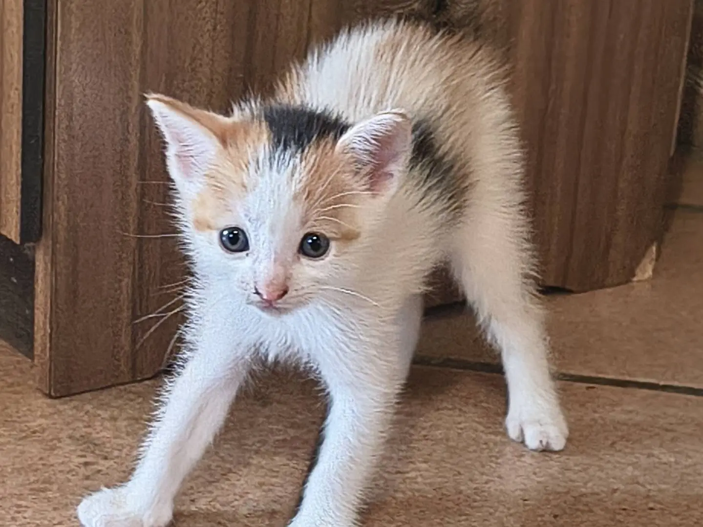 Adotta un gatto, femmina, 2 mesi, Varese