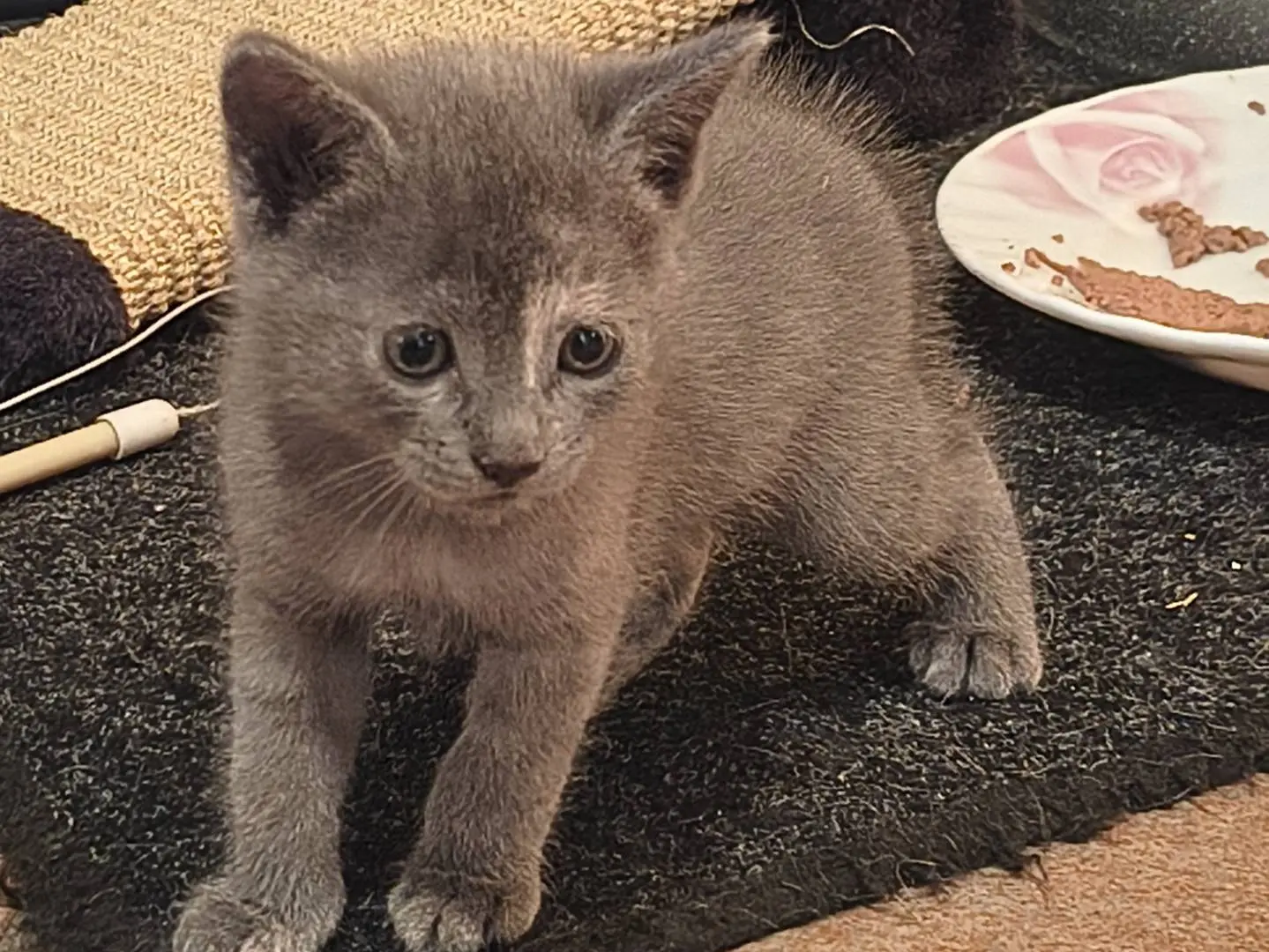 Adozione gatto, femmina, Razza sconosciuta Razza sconosciuta, 2 mesi, taglia non valida, Varese