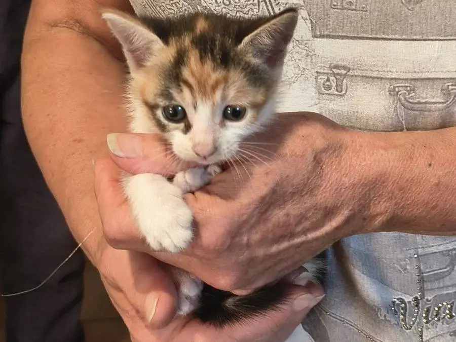 Adotta un gatto, taglia non valida, femmina, Varese