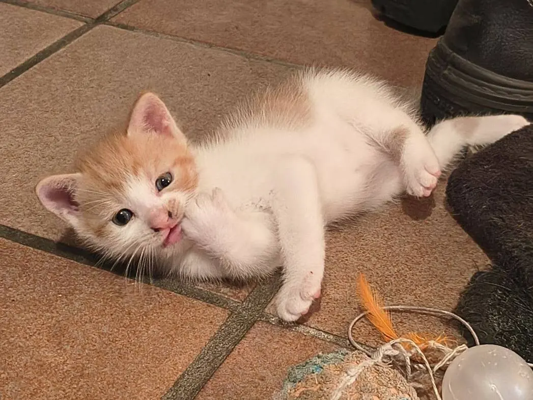 Vuoi adottare un gatto a Varese?