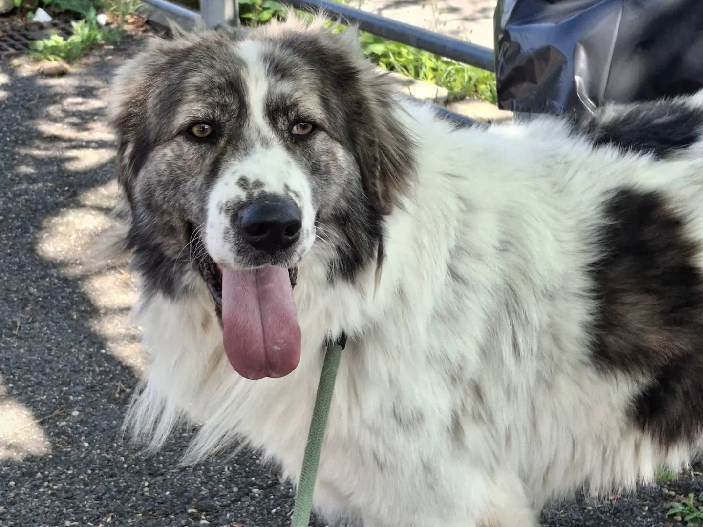 Adozione cane, maschio, Pastore maremmano Terranova, 4 anni, taglia gigante, Roma