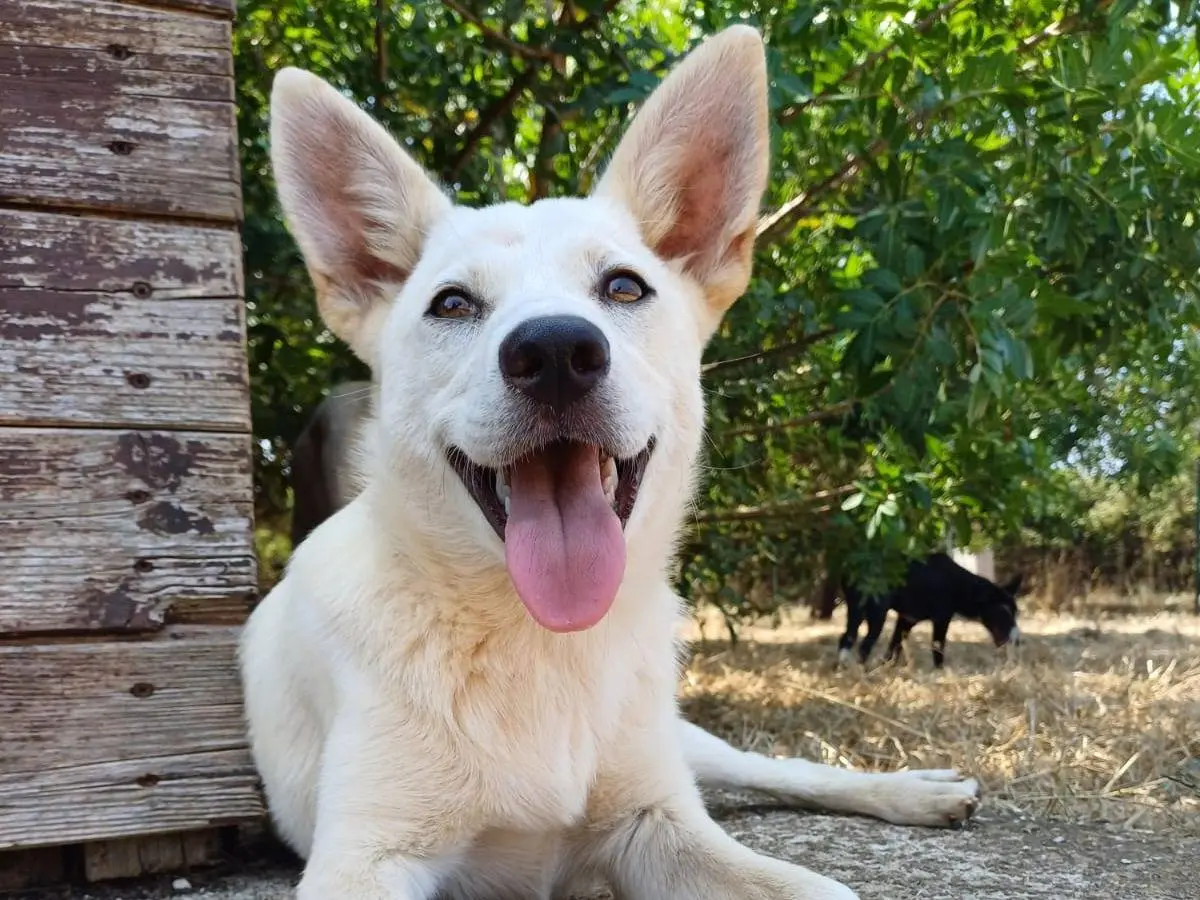 Adozione cane, femmina, Razza sconosciuta Razza sconosciuta, 1 anno e 8 mesi, taglia media contenuta, Lecce