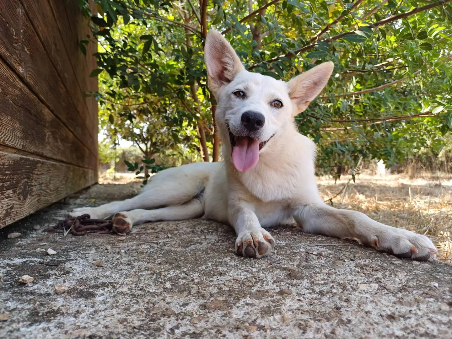 Adotta un cane, femmina, 1 anno e 8 mesi, Lecce