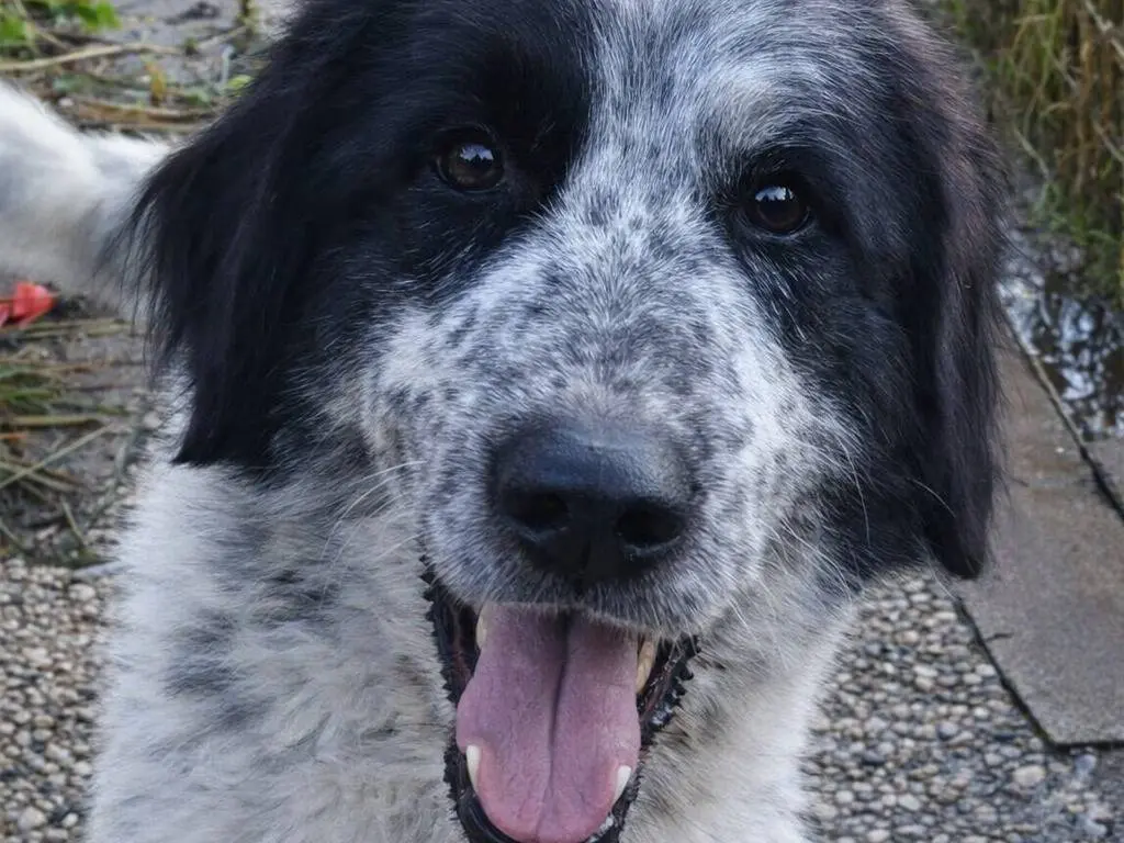 Adotta un cane, maschio, 2 anni e 11 mesi, Avellino
