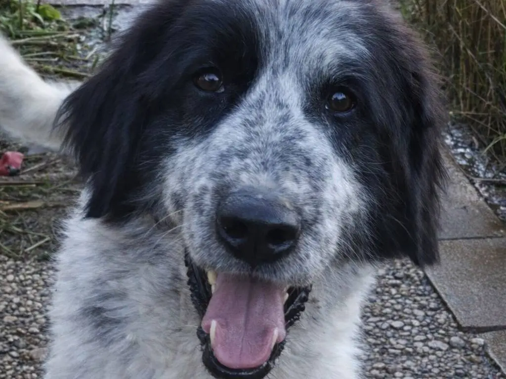 Adotta un cane, taglia grande, maschio, Avellino