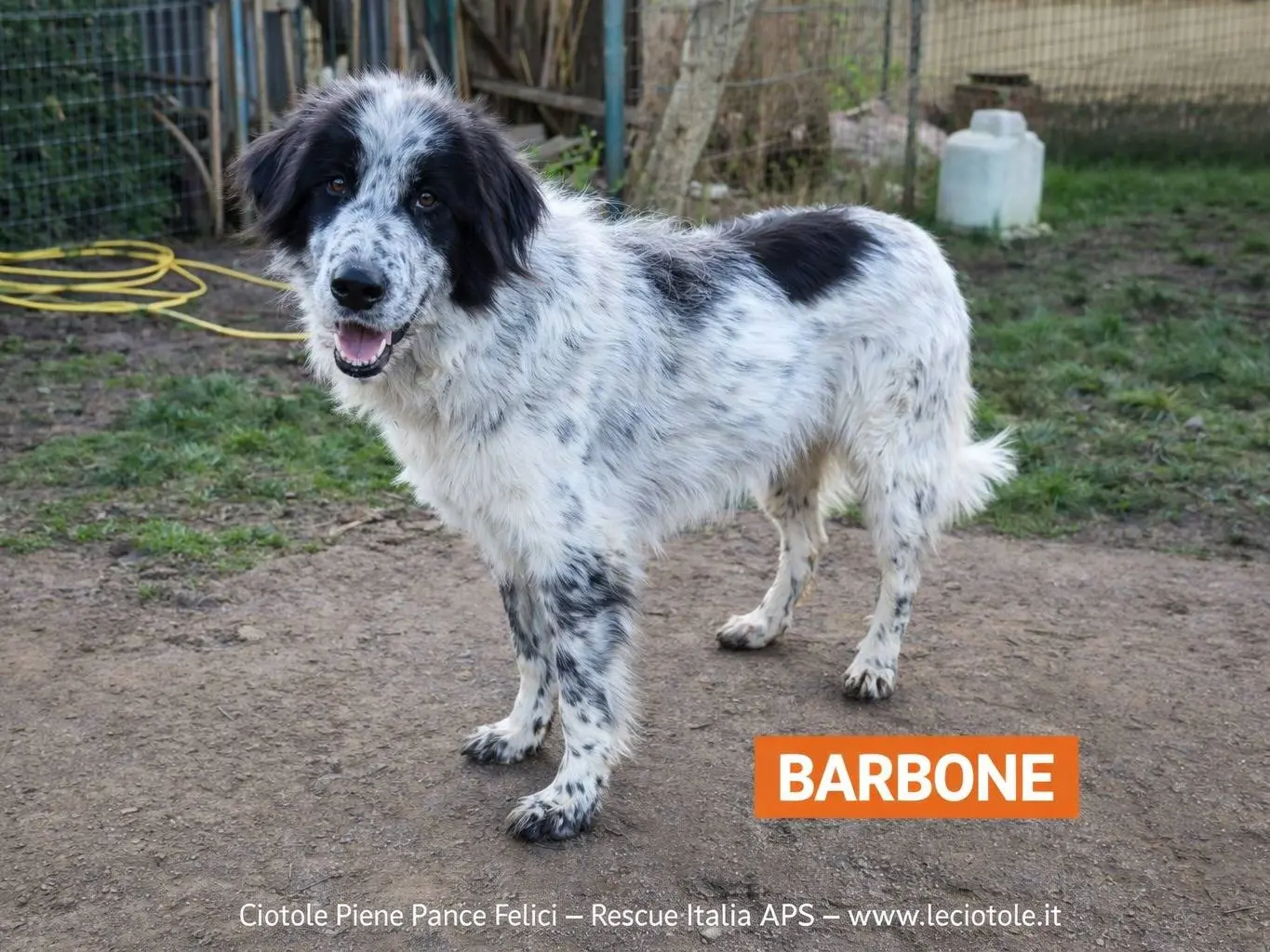 Adozione cane, maschio, Razza sconosciuta Razza sconosciuta, 2 anni e 11 mesi, taglia grande, Avellino