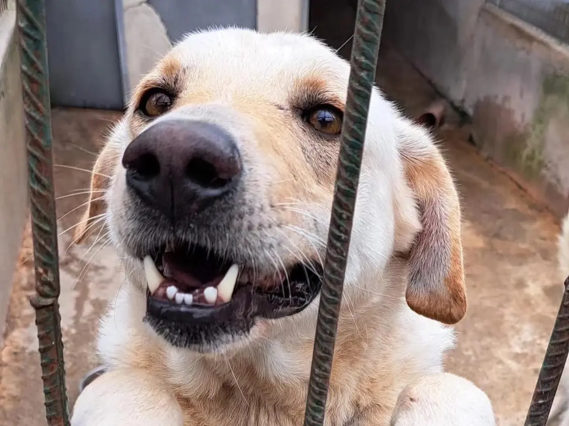 Adozione cane, femmina, Labrador Retriever Razza sconosciuta, 3 anni e 8 mesi, taglia grande, Vibo