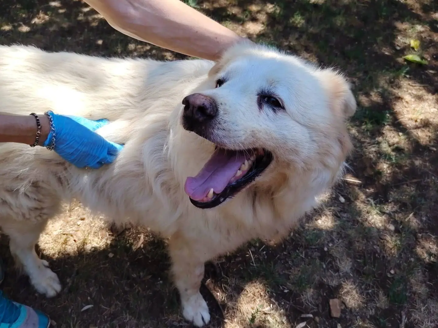 Adotta un cane, maschio, 8 anni e 6 mesi, Roma