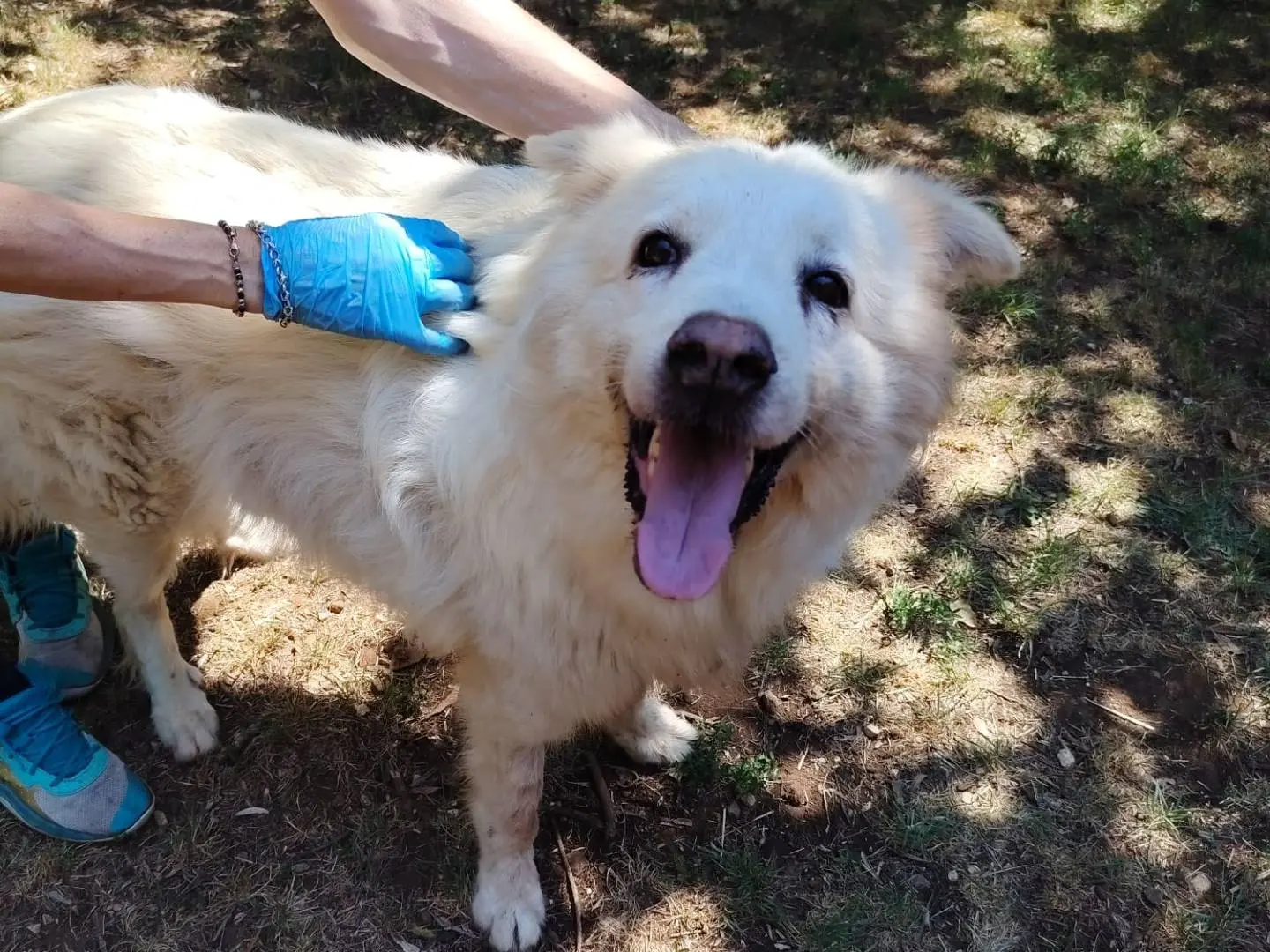 Adozione cane, maschio, Razza sconosciuta Razza sconosciuta, 8 anni e 6 mesi, taglia media, Roma