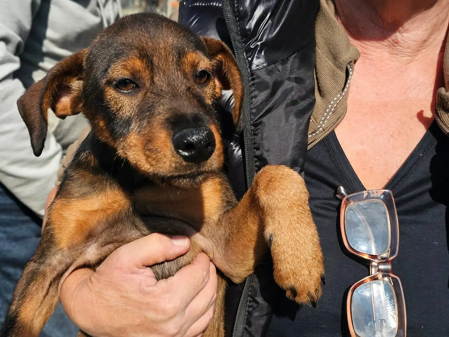 Adozione cane, maschio, Razza sconosciuta Razza sconosciuta, 3 mesi, taglia media, Pavia