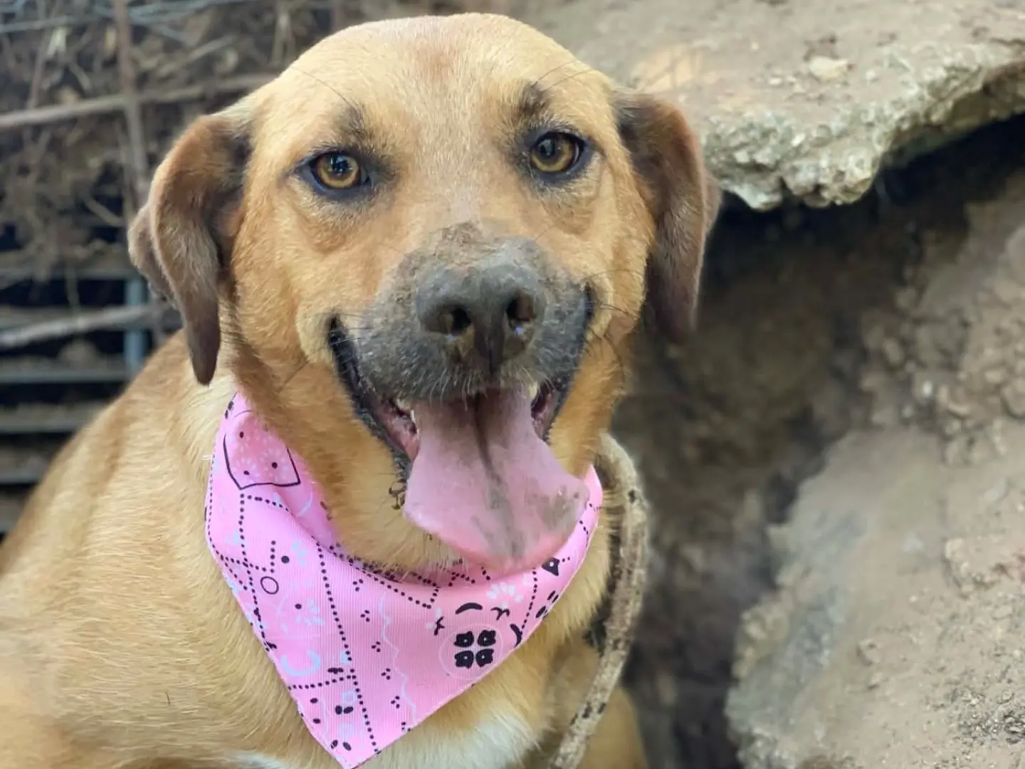 Adotta un cane, taglia media contenuta, maschio, Latina