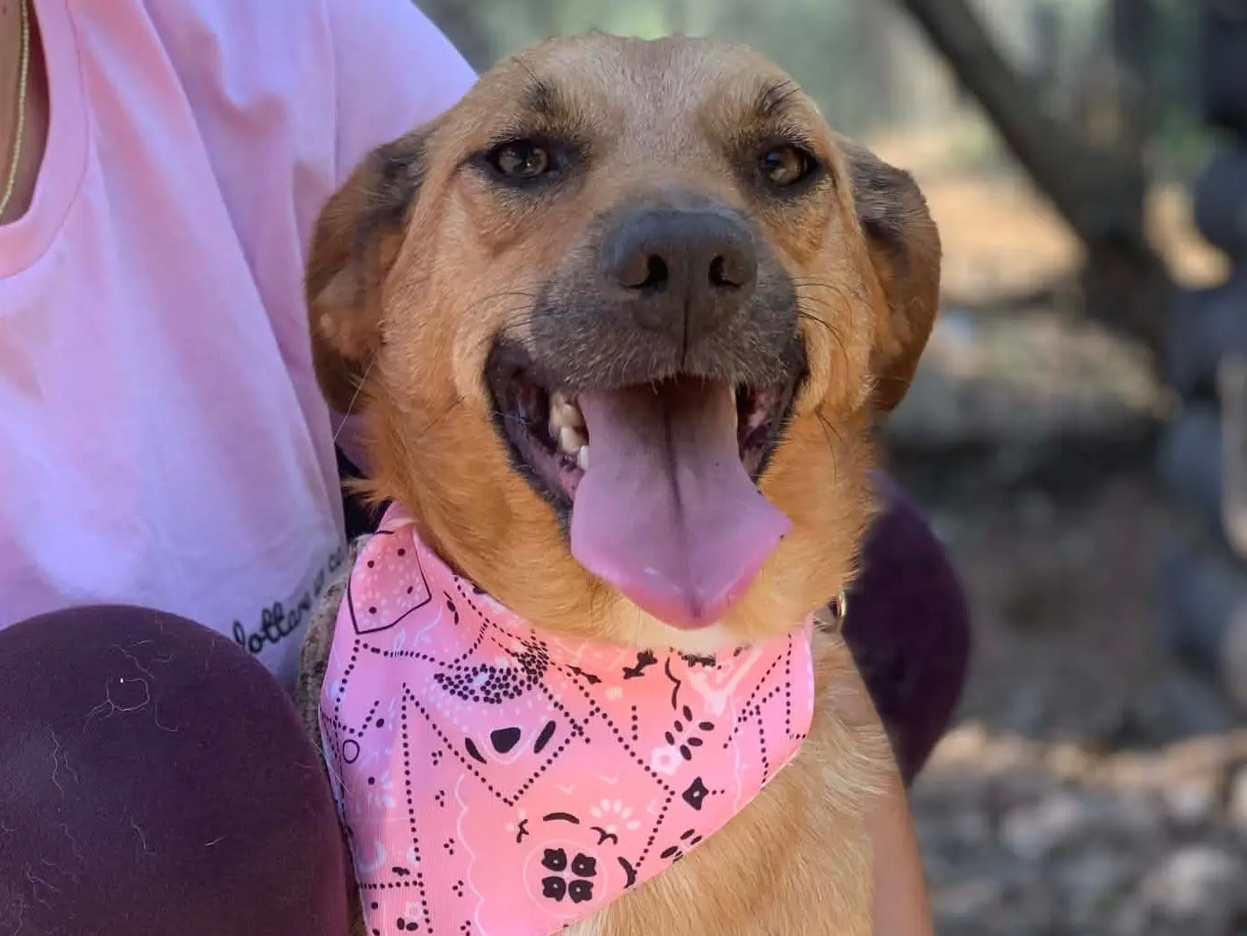 Adozione cane, maschio, Razza sconosciuta Razza sconosciuta, 2 anni e 3 mesi, taglia media contenuta, Latina
