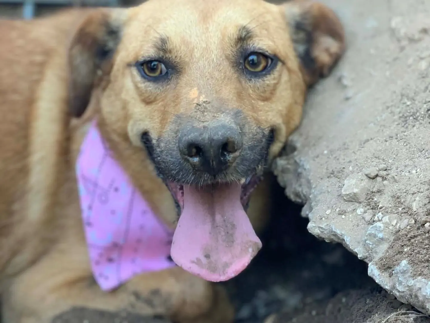 Adotta un cane, maschio, 2 anni e 3 mesi, Latina