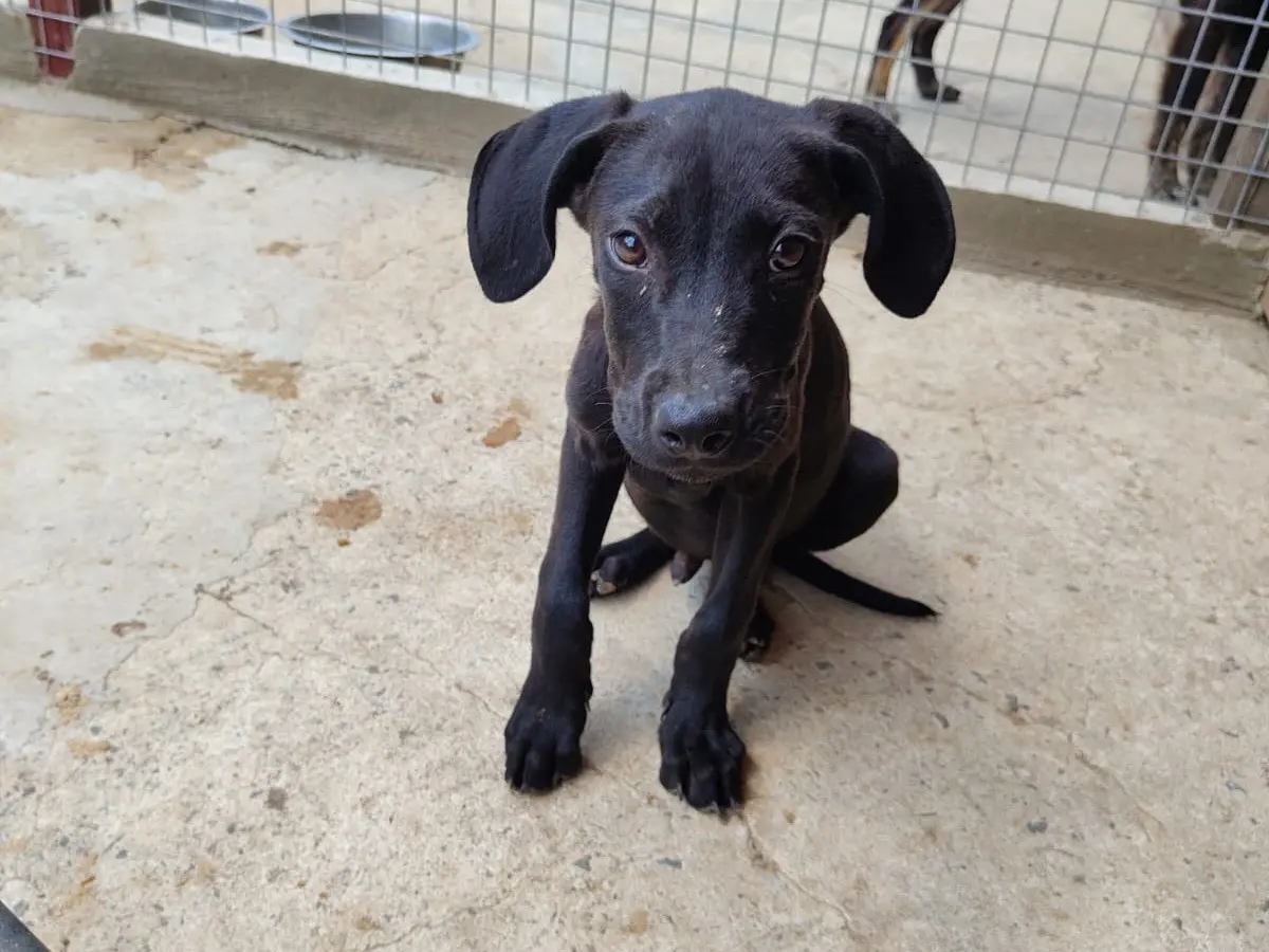 Adotta un cane, taglia media, maschio, Vibo