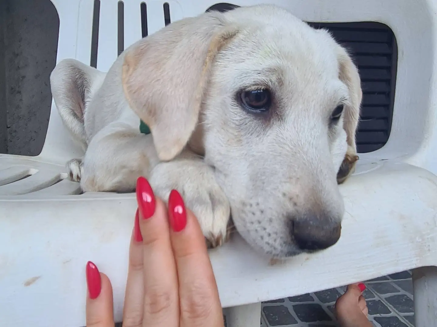 Vuoi adottare un cane a Verona?