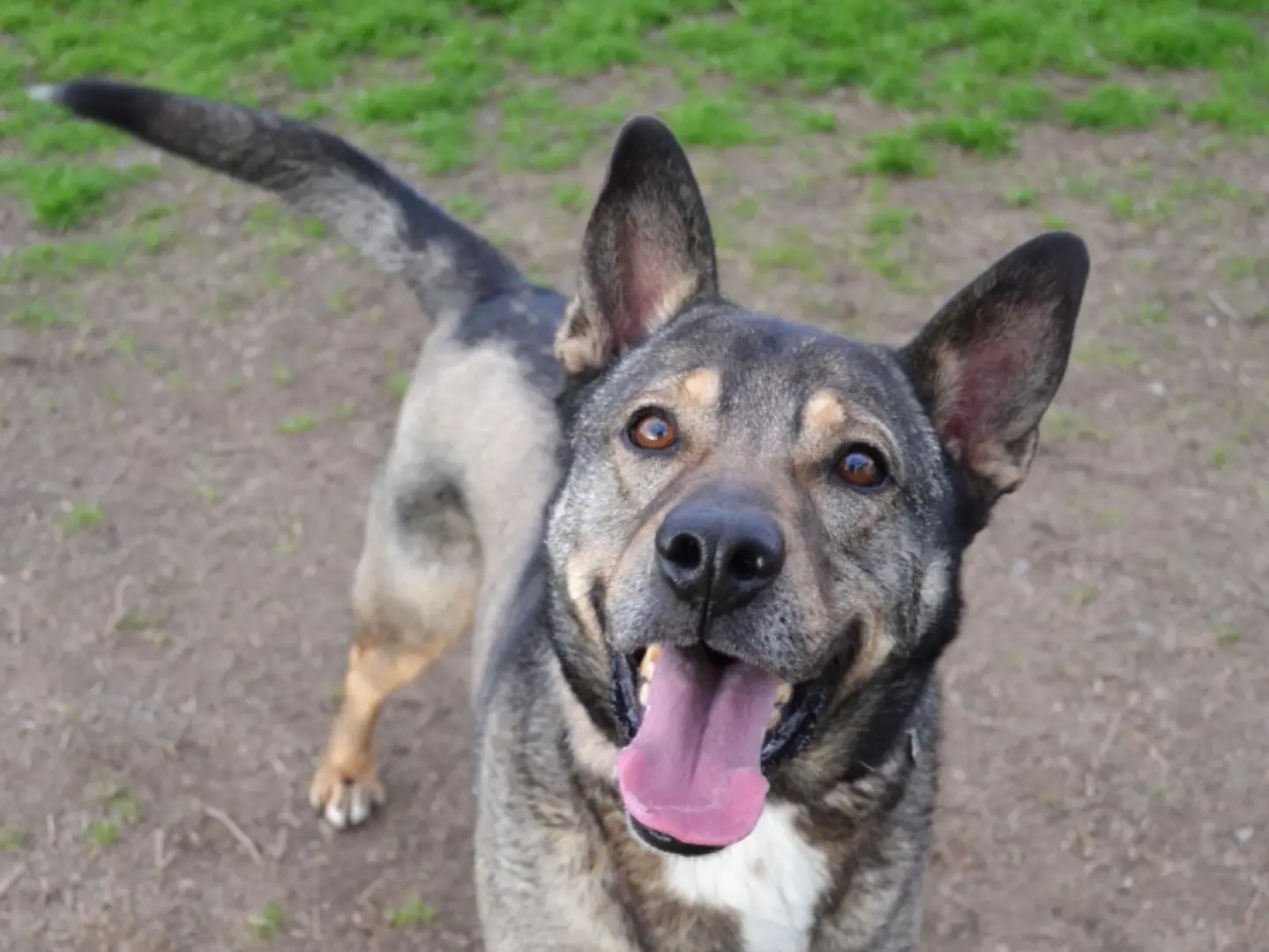 Adotta il cane Milagro a Pavia
