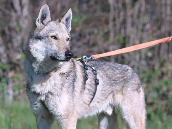 Adotta un cane, taglia media, maschio, Como