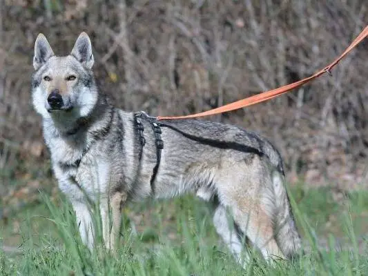 Adozione cane, maschio, Cane lupo Cecoslovacco, 6 anni e 11 mesi, taglia media, Como