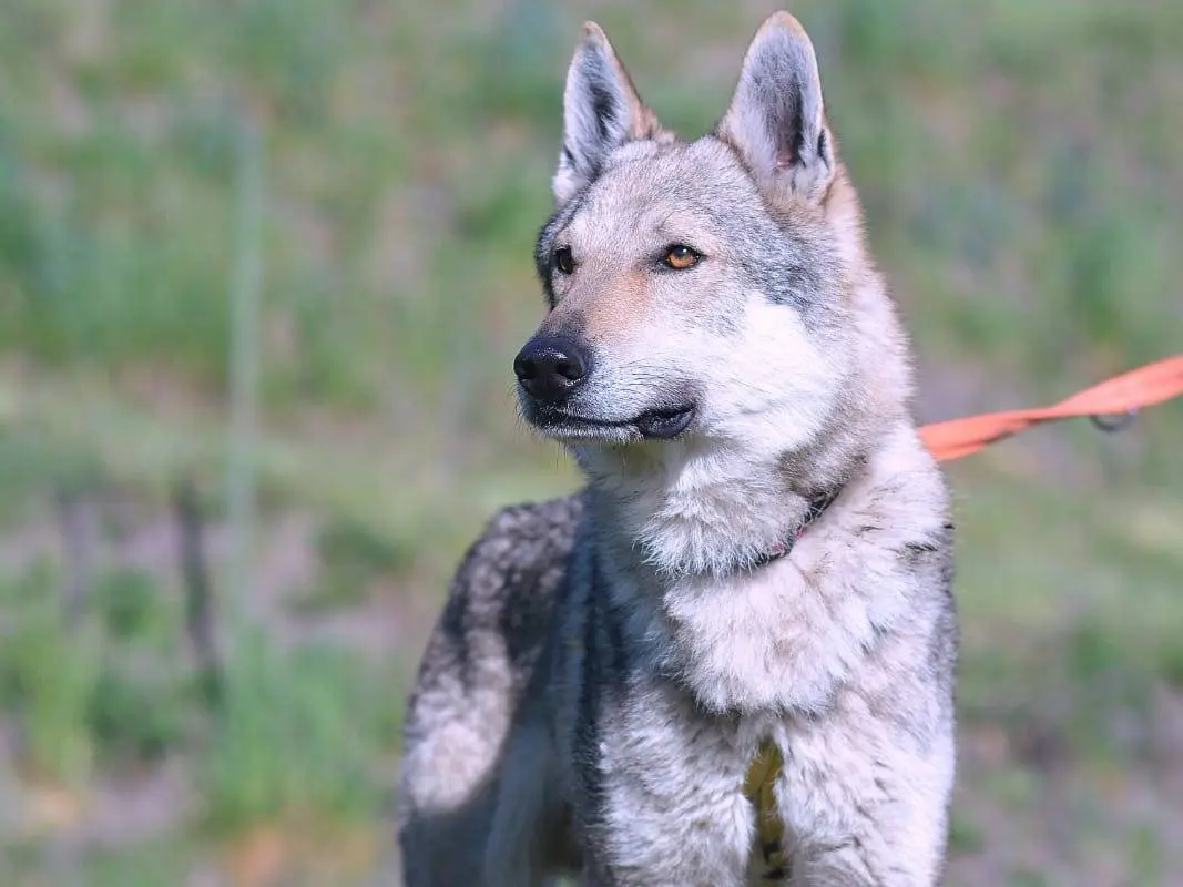 Adotta un cane, maschio, 6 anni e 11 mesi, Como