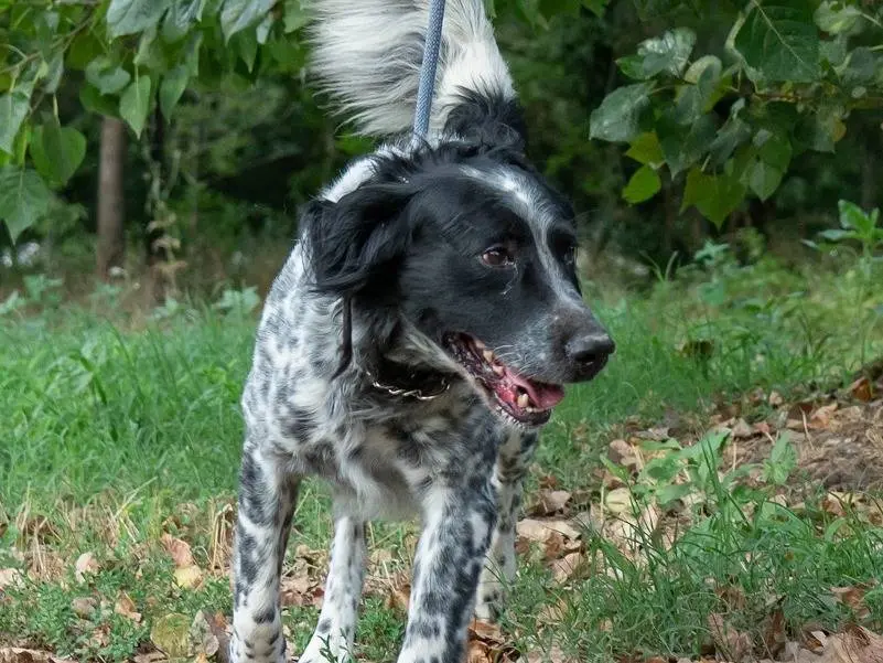 Adotta il cane ZIPPO a Ferrara