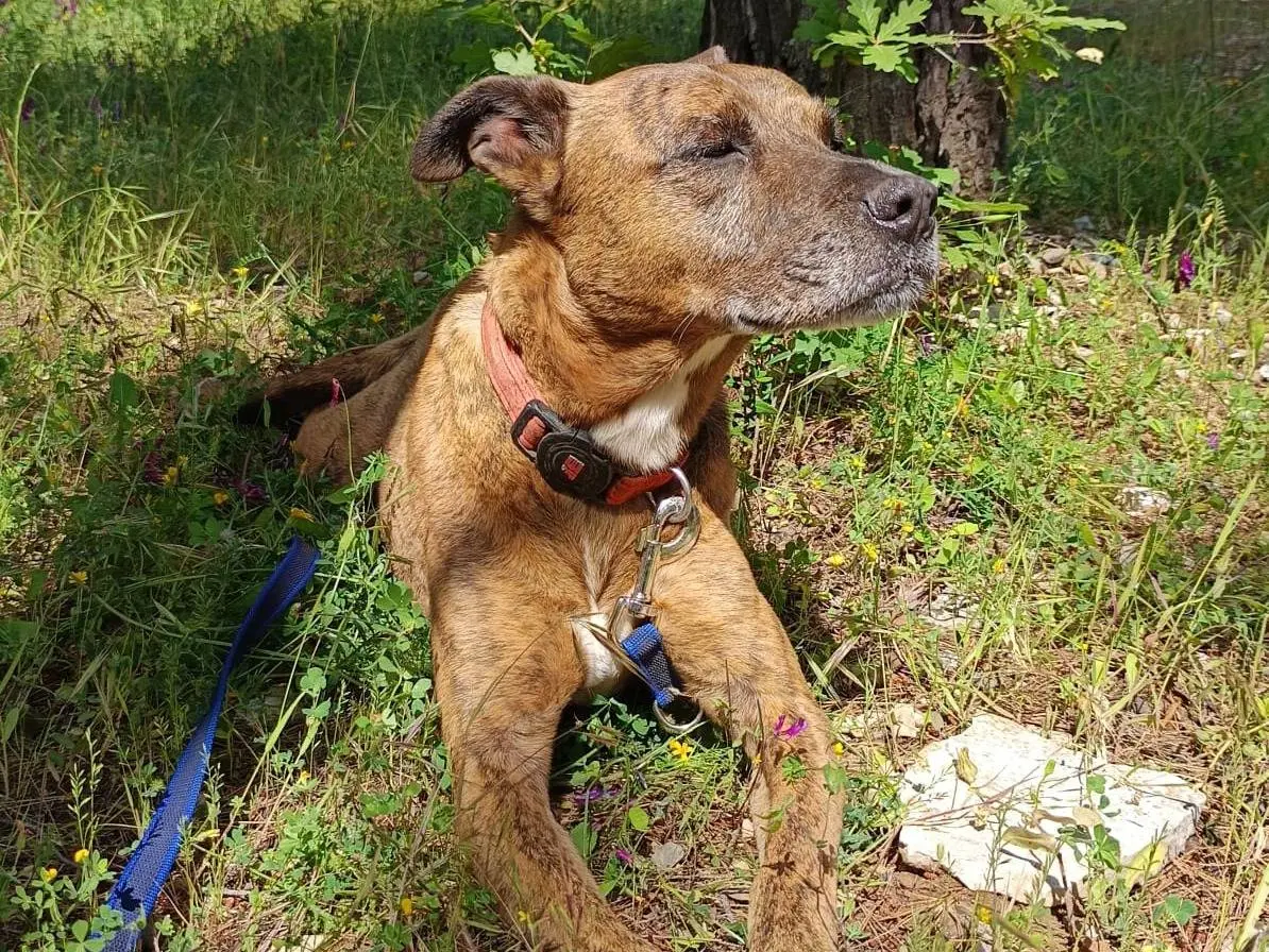 Adozione cane, maschio, Razza sconosciuta Razza sconosciuta, 10 anni e 9 mesi, taglia media, Bari