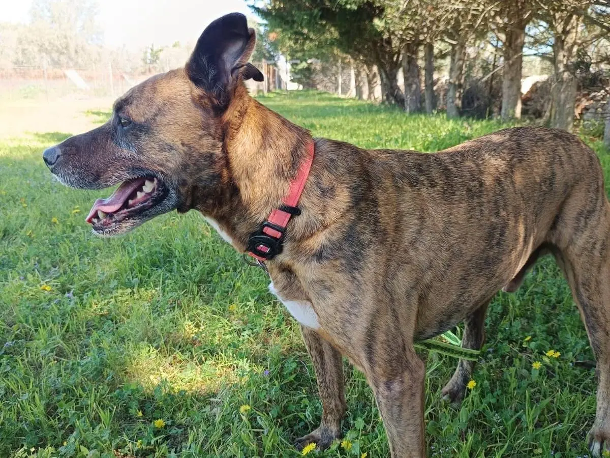 Adotta il cane Tigro a Bari