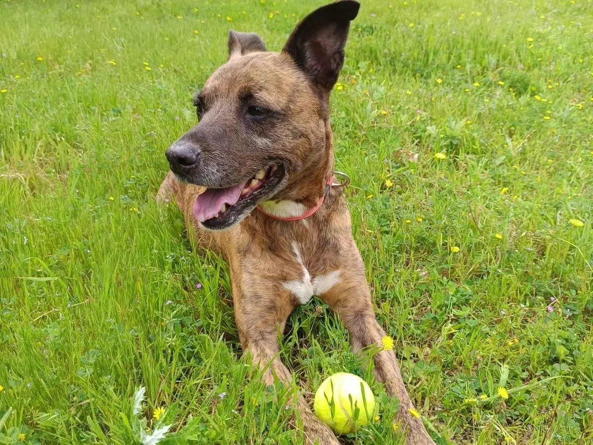 Adotta un cane, taglia media, maschio, Bari
