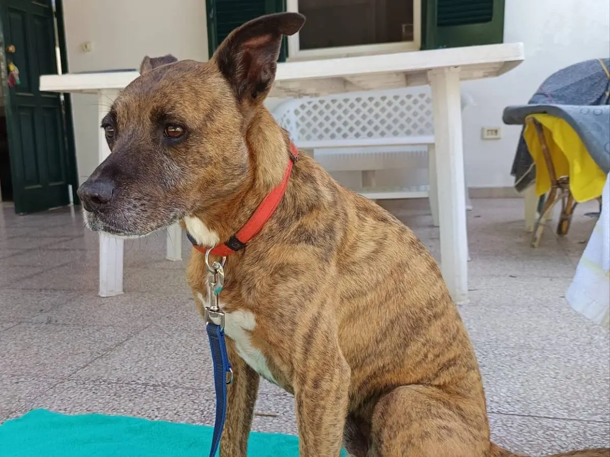 Adotta un cane, maschio, 10 anni e 9 mesi, Bari