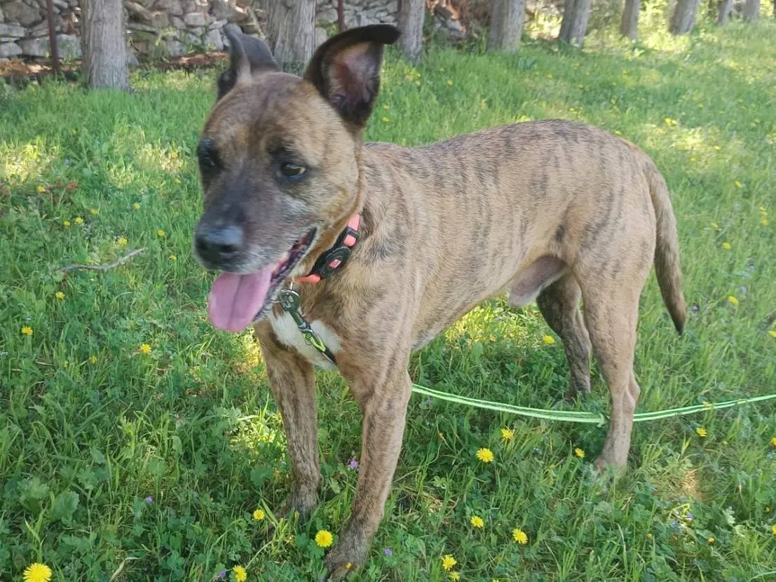Adotta un cane, taglia media, maschio, Pavia