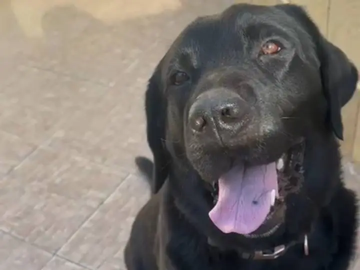 Adotta il cane Ettore a Bergamo
