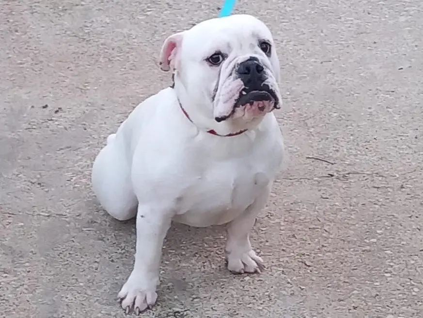 Adozione cane, femmina, Bulldog Inglese Razza sconosciuta, 2 anni e 8 mesi, taglia media, Roma