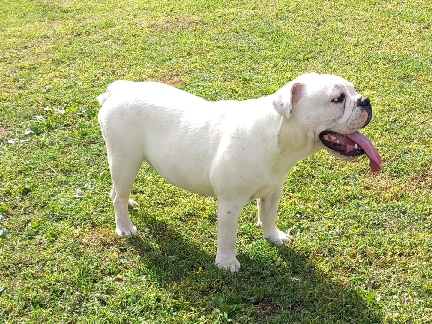 Adotta un cane, taglia media, femmina, Roma