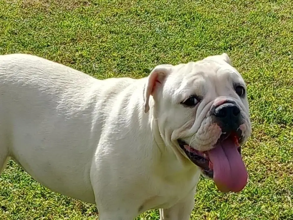 Adotta il cane Elisabeth a Roma