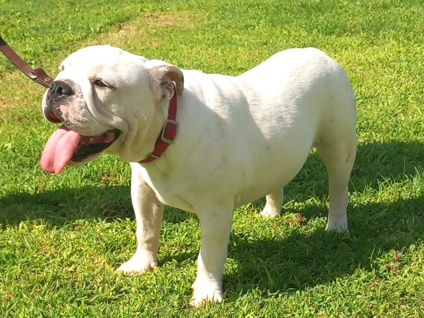 Vuoi adottare un cane a Roma?