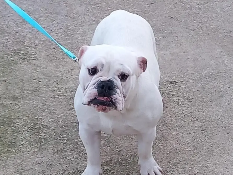Adotta un cane, femmina, 2 anni e 8 mesi, Roma