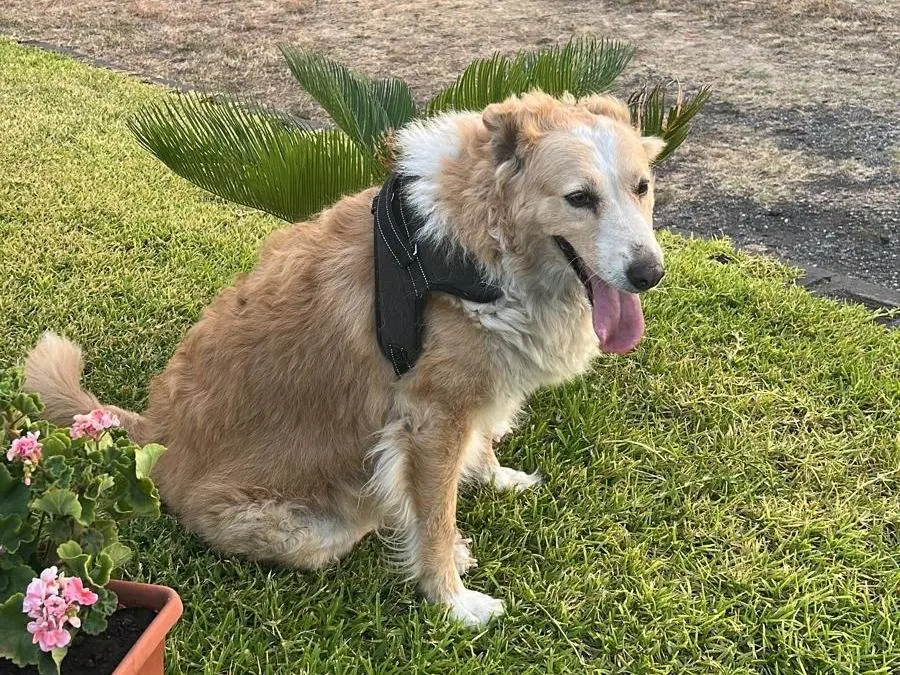 Adozione cane, femmina, Razza sconosciuta Razza sconosciuta, 7 anni, taglia media, Catania