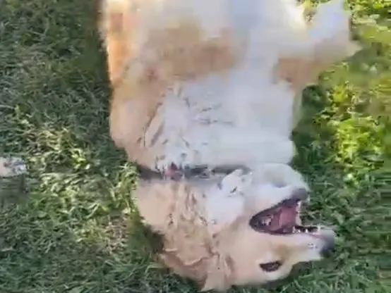 Adotta un cane, taglia media, femmina, Catania