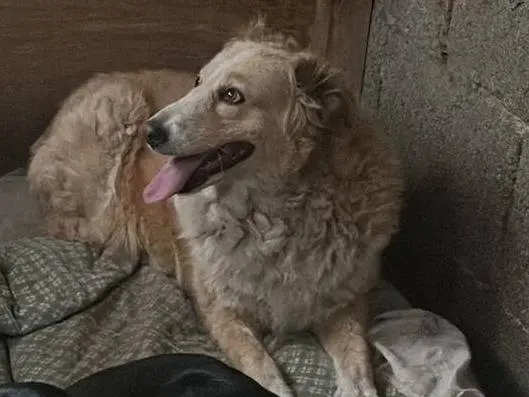 Vuoi adottare un cane a Catania?