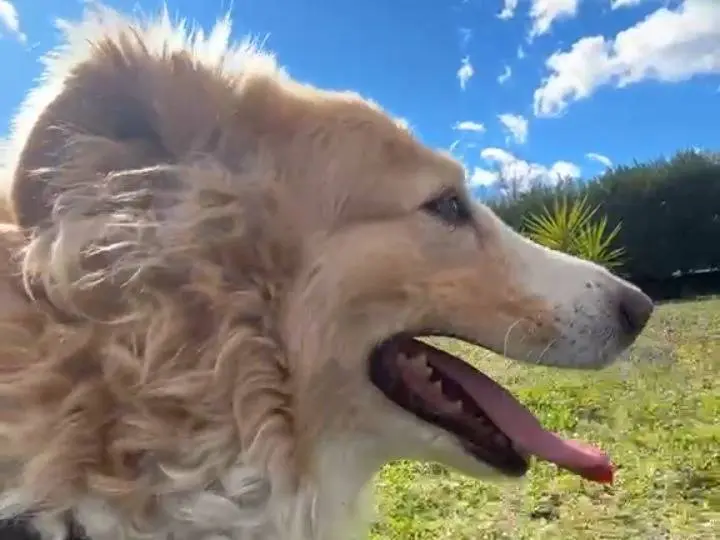 Adotta un cane, femmina, 7 anni, Catania