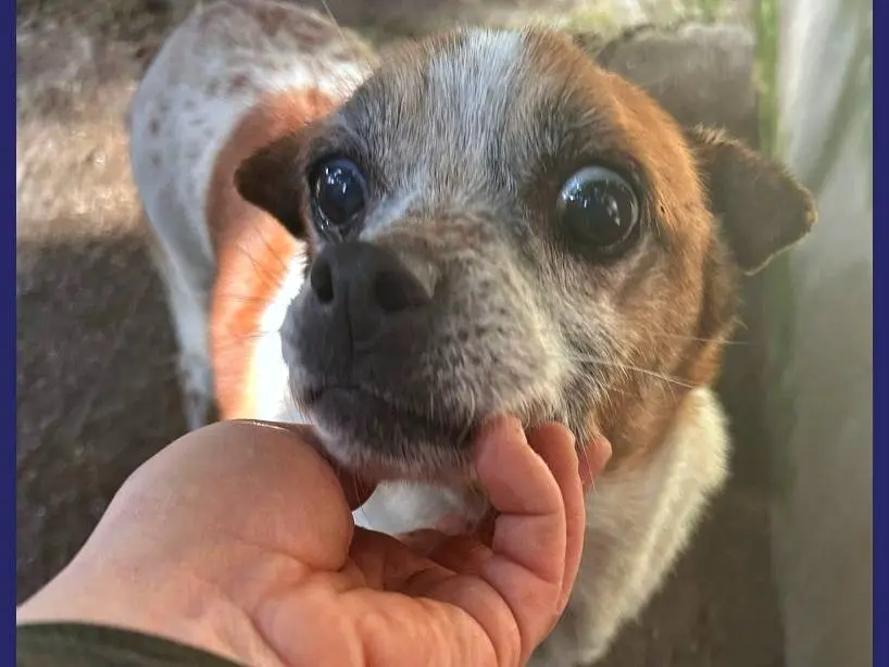 Adotta il cane LILLO a Caserta