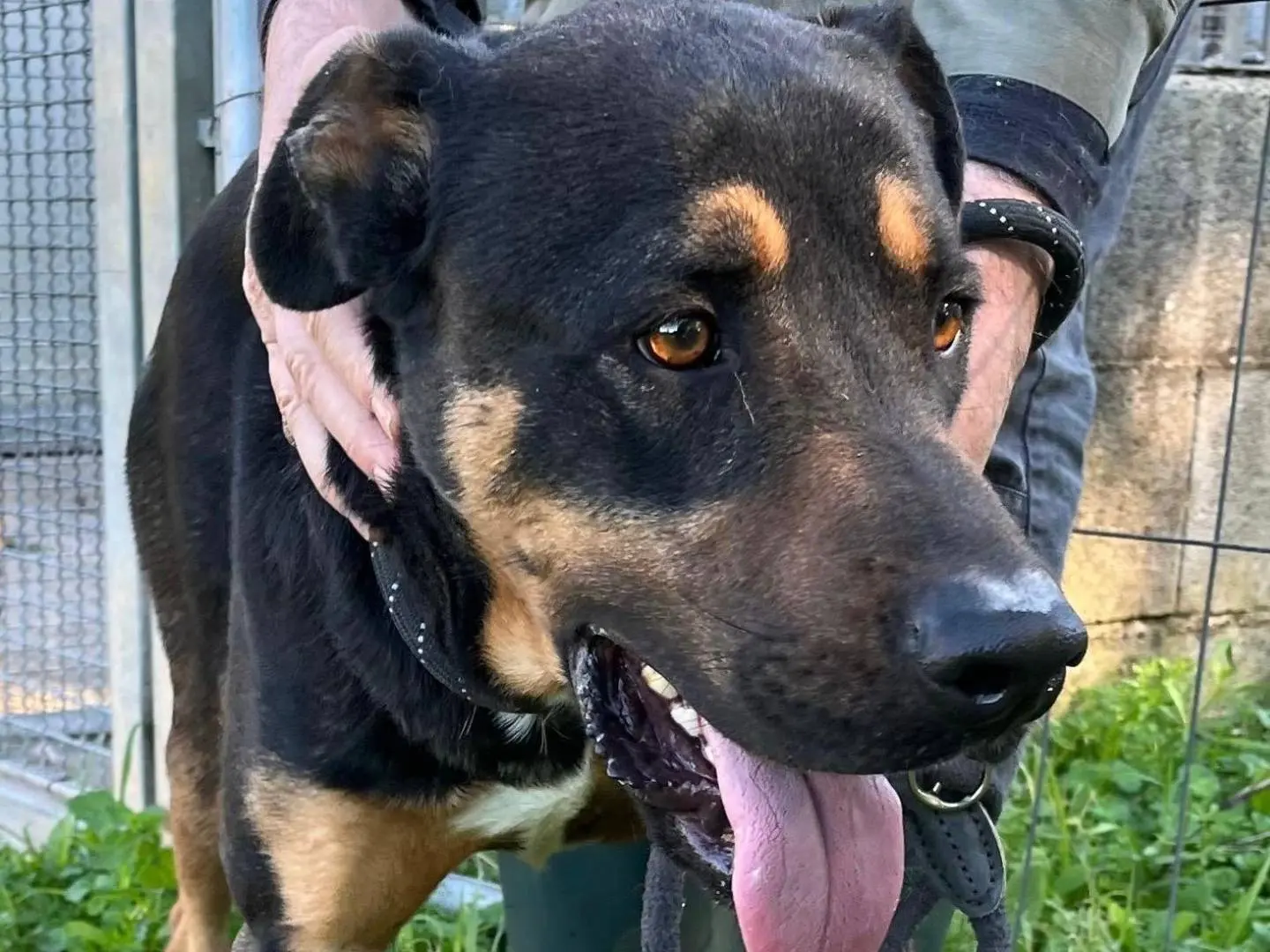 Adozione cane, maschio, Razza sconosciuta Razza sconosciuta, 6 anni e 7 mesi, taglia media, Latina