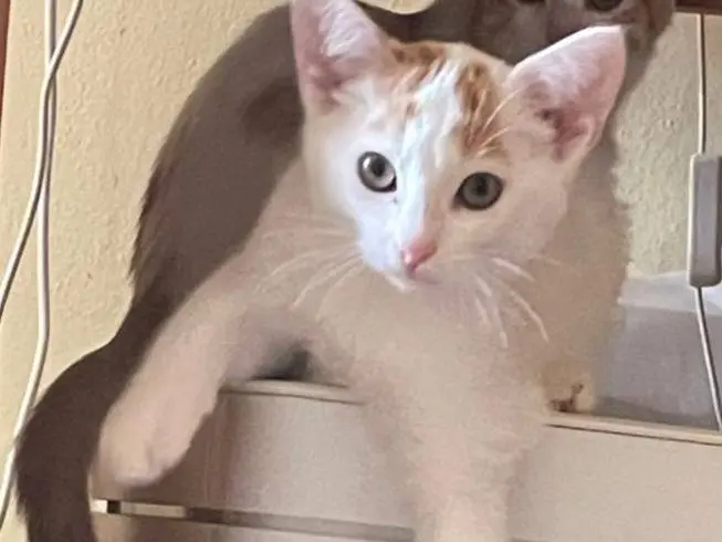 Adozione gatto, femmina, Razza sconosciuta Razza sconosciuta, 2 mesi, taglia non valida, Firenze