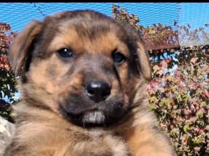 Adozione cane, maschio, Razza sconosciuta Razza sconosciuta, 1 anno, taglia grande, Siracusa