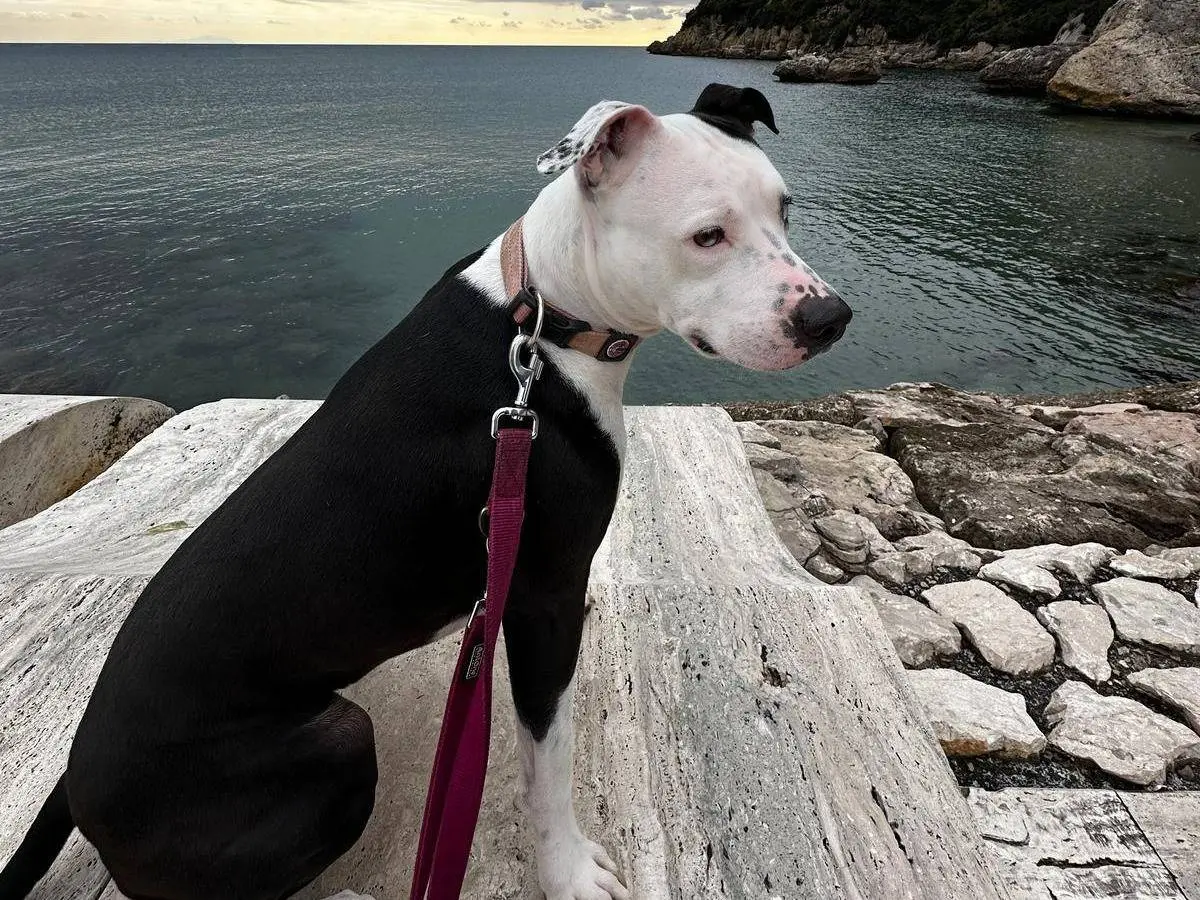Adotta un cane, femmina, 4 anni e 8 mesi, Latina