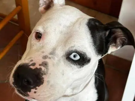 Adozione cane, femmina, Amstaff Pitbull, 4 anni e 8 mesi, taglia media, Latina