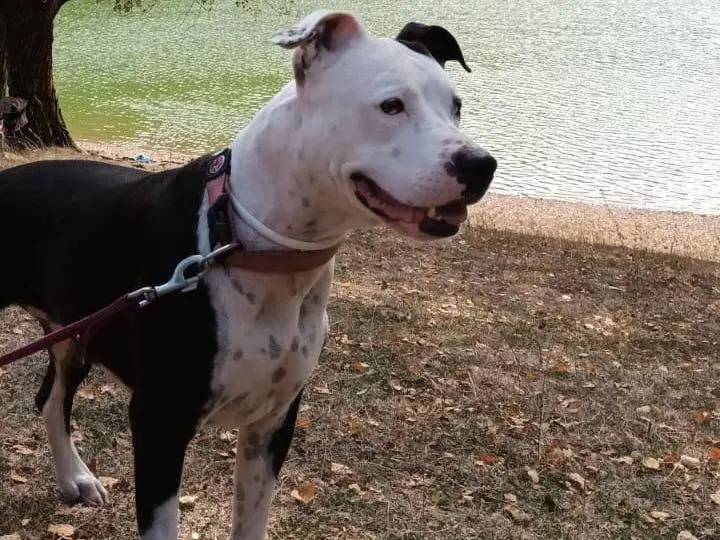 Vuoi adottare un cane a Latina?