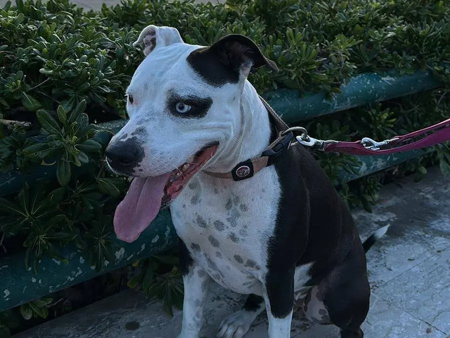 Adotta un cane, taglia media, femmina, Latina