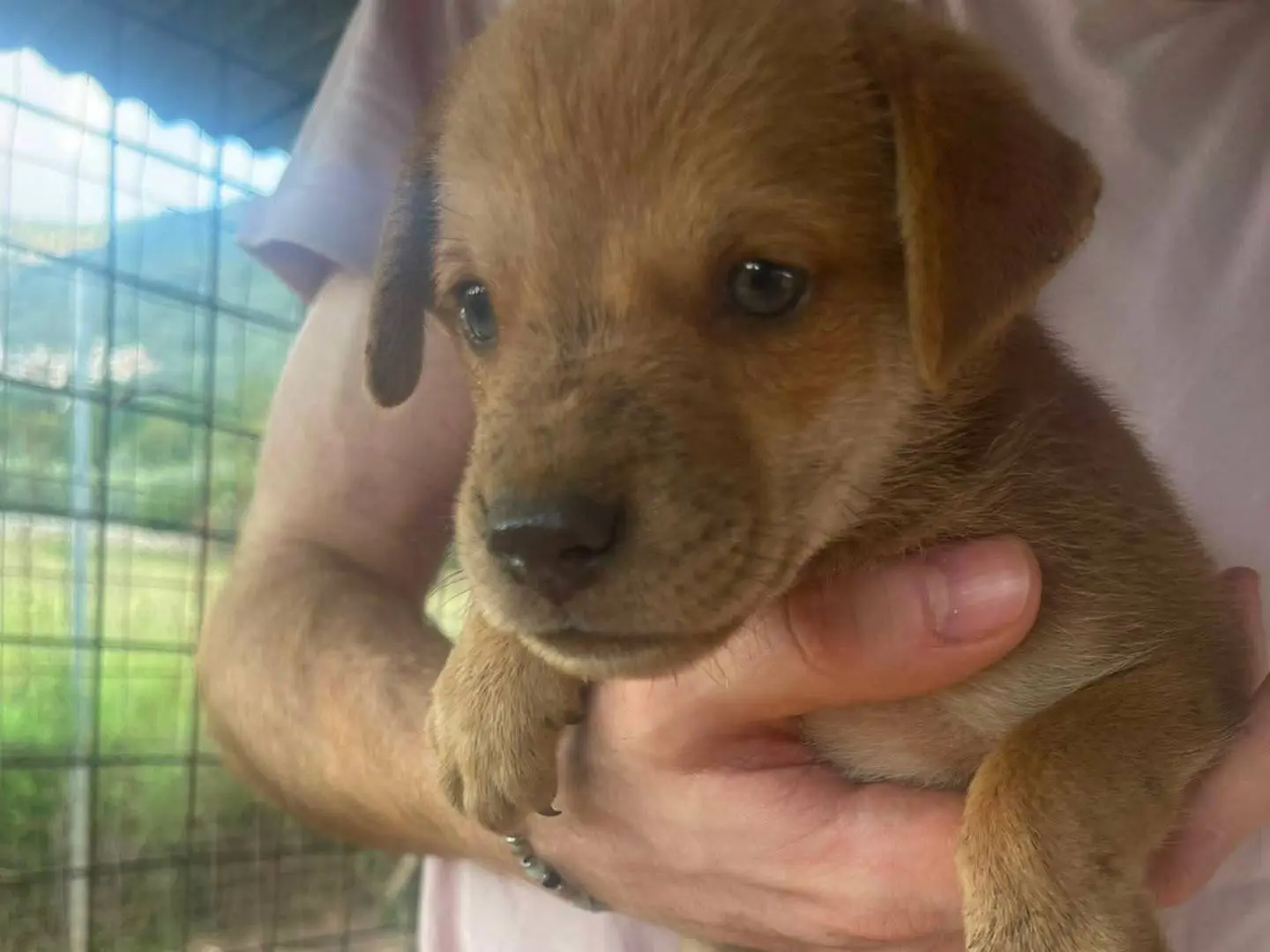 Adozione cane, maschio, Razza sconosciuta Razza sconosciuta, 3 mesi, taglia media contenuta, Frosinone