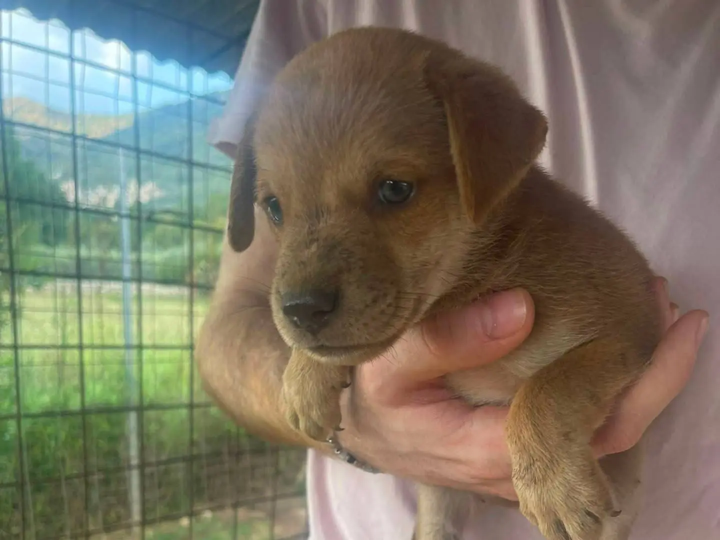Adotta un cane, maschio, 3 mesi, Frosinone